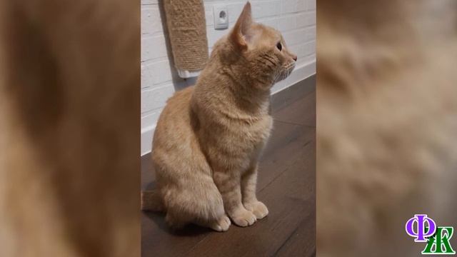 - Скизи опять спал в моем шкафу! - закричал муж, а мы с КОТОМ, вдруг, взвыли от ужаса… смотреть онлайн