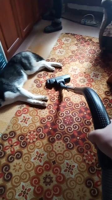 #Хаски Эльза не боится пылесоса. смотреть онлайн