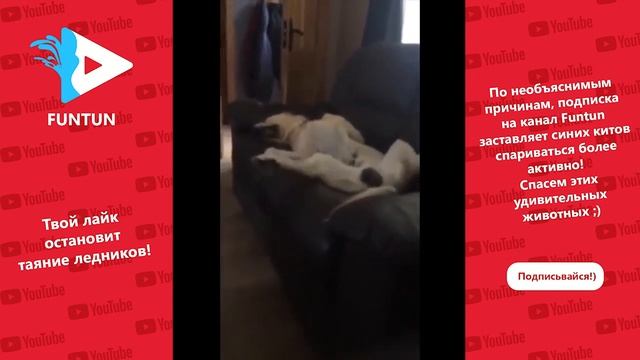 ПРИКОЛЫ 2018! ЛУЧШИЕ ПРИКОЛЫ!НОВЫЕ ПРИКОЛЫ! РЖАКА ДО СЛЕЗ. смотреть онлайн