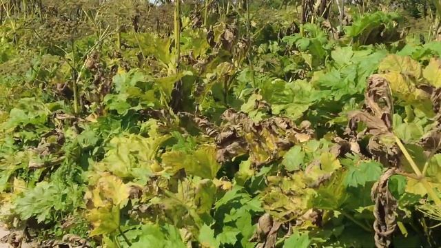 Мы против Борщевика, попытка №1, часть 1