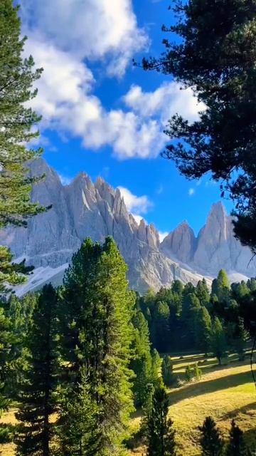 Доброго ранку 🌍 #феншуй #бацзы #flowers #fengshui #wood #morning #nature смотреть онлайн