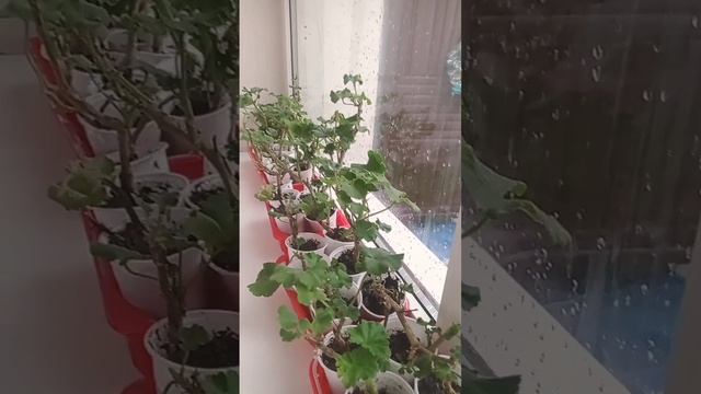 Не ожидала, что отводки герани не только пустят корни, смотреть онлайн