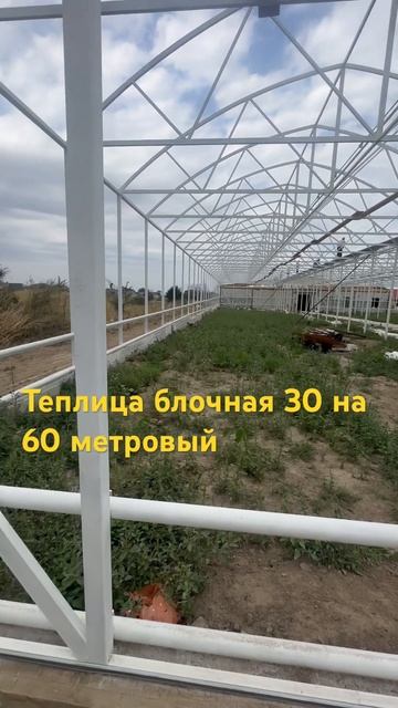 Блочная промышленная теплица 30 на 60 метров #greenhouse #цве? смотреть онлайн