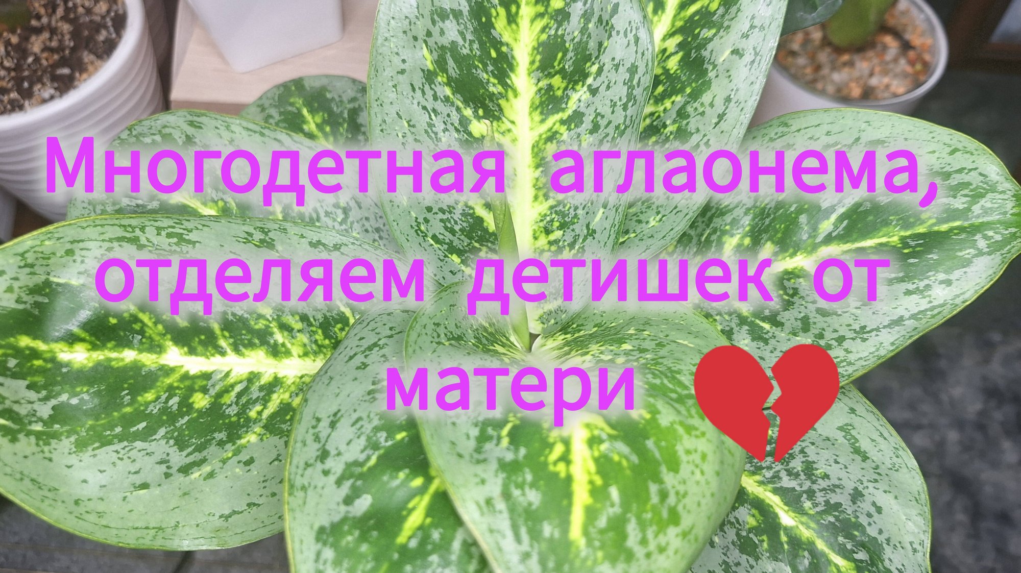 Многодетная аглаонема, отделяем детишек от матери смотреть онлайн