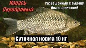 Штрафы за рыбалку 2025 Нормы вылова рыбы 2025 Рыболовные п