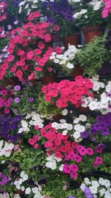 Фестиваль городского ландшафтного дизайна "Лето в Мос смотреть онлайн