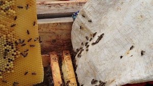 Удаляем клеща из семьи пчёл.