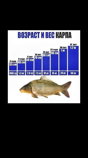 Вес #рыба #рыбалка #рекомендации смотреть онлайн