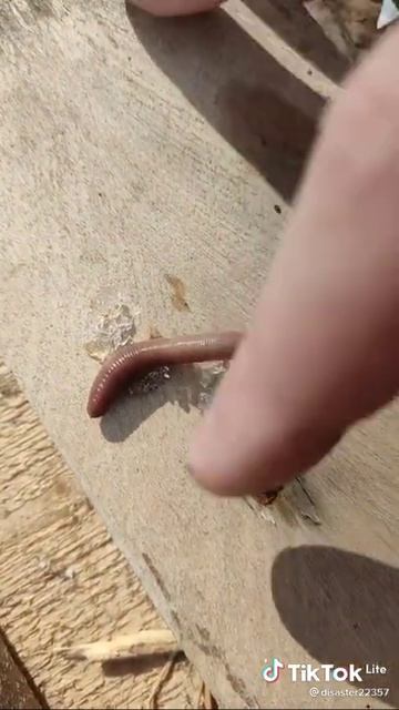 Червяк Боря смотреть онлайн смотреть онлайн