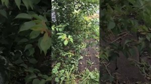 Абрикос пересадить ?