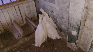 вес гусей ПОРОДЫ  МАМУТ меня шокировал 😱😱