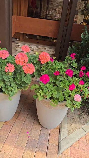 🌺🌺🌺 Герань в горшках‼️🌺🌺🌺#цветы #сочицветы2024 #? смотреть онлайн