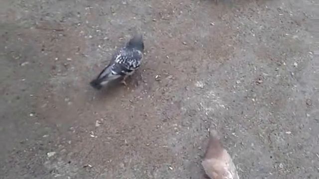 Голубь-вышибала))))))) смотреть онлайн