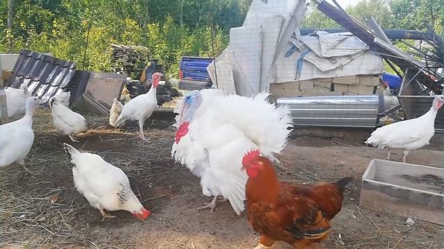 Разговор с индюками Коломенского района) смотреть онлайн