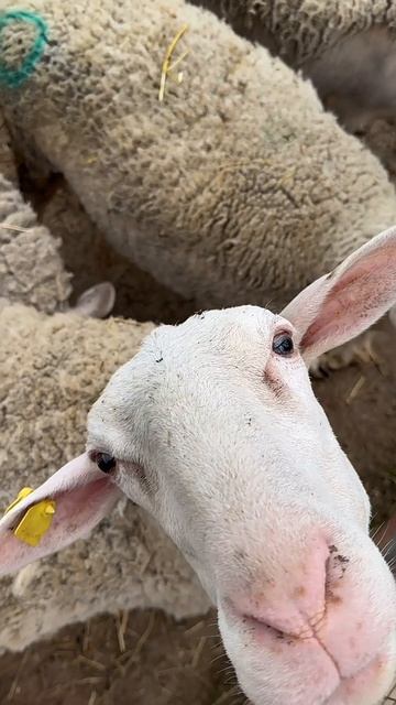 Наше хозяйство смотреть онлайн