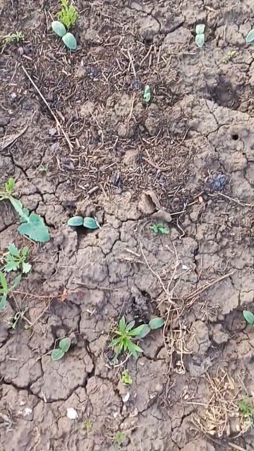 огурцы пошли пачками🤣🤣июнь хоть сей хоть плюнь #при? смотреть онлайн