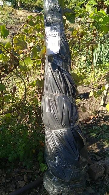 Получила саженцы плодовых деревьев из питомника,,Садо смотреть онлайн