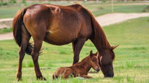 Лошади и жеребята для детей и взрослых! Как говорит лошадь? Что ест лошадь?