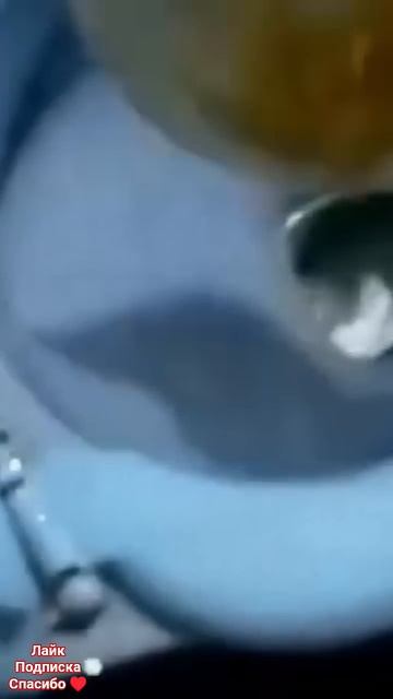 хотел купить посудомоечную машину смотреть онлайн