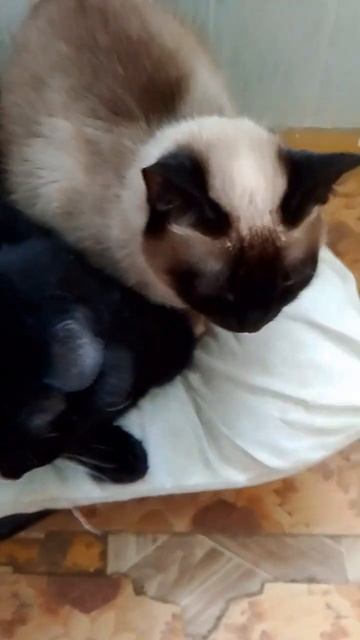 Не надо никаких диет!🌭 Нафига ? Просто ешь как монах😘 смотреть онлайн