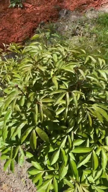 2599.Пионы за неделю.Пт.May 12, 2023 смотреть онлайн