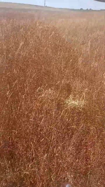 калим гречка 2023 смотреть онлайн