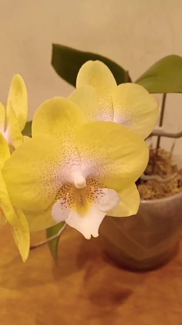 орхидея Walle смотреть онлайн