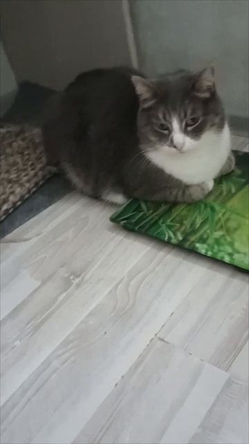 #кот #котик #весы #сломались #девочки #подставка #cat смотреть онлайн