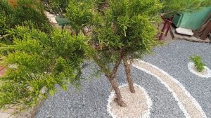 мульчирование клумбы щебнем