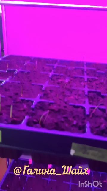 05.03.2025 #рассада #огород #челябинск #кошка #недачник #нео? смотреть онлайн