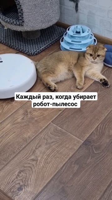 Коротко о взаимоотношениях кота и пылесоса 😄 Подписы смотреть онлайн