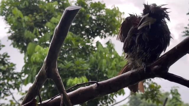 Птиц купается под дождем,показывает лысину и очень см? смотреть онлайн