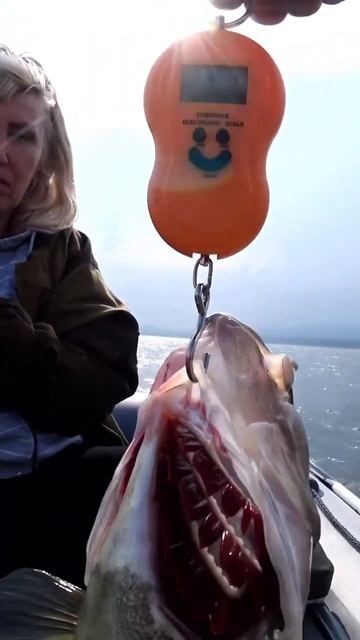 Кто УВИДЕЛ ВЕС РЫБЫ? #shorts #fishing #nature #рыбалка #эдвардкоси смотреть онлайн