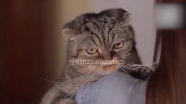 Прикольный котик смотреть онлайн