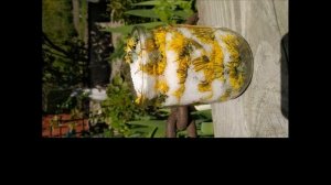 Полезный и вкусный сироп из одуванчиков