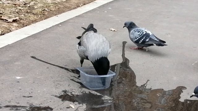 Вороны едят, голуби лезут в камеру / Hooded crows feed, pigeons jump in смотреть онлайн