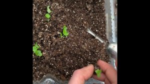 Цинерария гибридная. Цветущая. Перикаллис.#теплица #цв