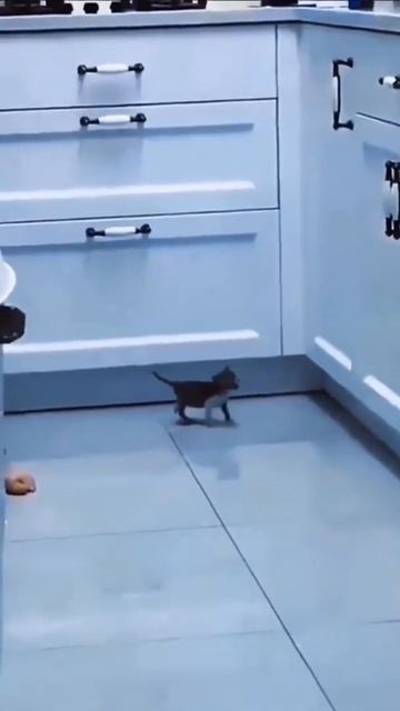 😂 Жирные коты, прыжок жирного кота. Смешно? Прикольно? смотреть онлайн