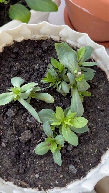 Эустома спустя неделю после пересадки, обрезки и внес?