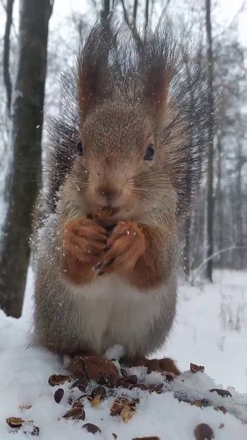 Белка красиво кушает орешки смотреть онлайн