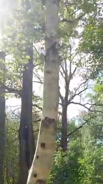 Берёза шерстистая смотреть онлайн