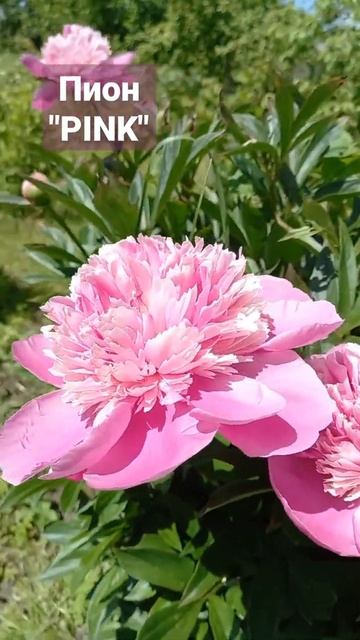 Пион "PINK" #пионы #пионпинк смотреть онлайн