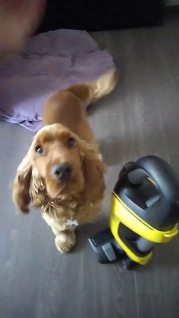 Почему собаки боятся пылесоса? Заходи в Телеграмм кан? смотреть онлайн