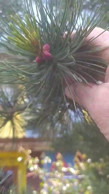 Первоцвет 24 летнего кедра смотреть онлайн