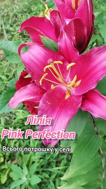 Лілія Pink Perfection #garden #flowers #квіти #всьогопотрошкууселі смотреть онлайн