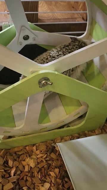 Немного фитнеса, Феня уже готова к лету💪 смотреть онлайн