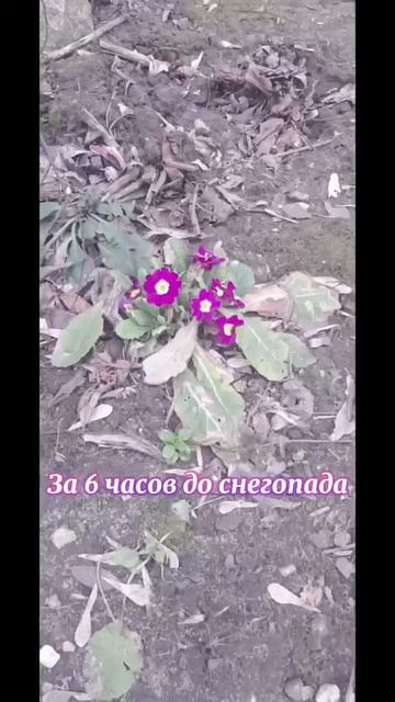 То капель ... то метель...#погода#влог смотреть онлайн