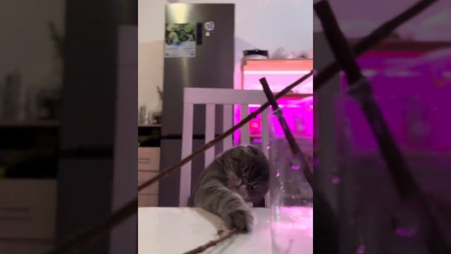 Закладывание черенков на проращивание метельчатой го