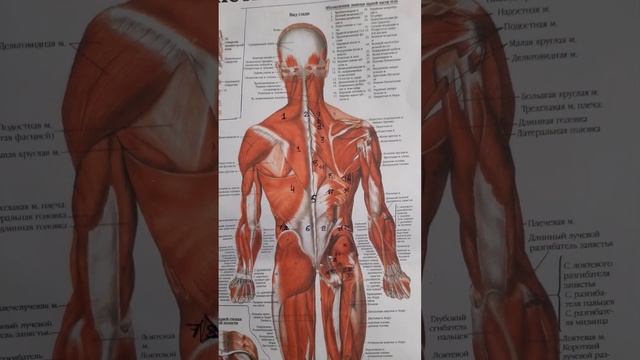 Обьем работы за сеанс .#миопрессурахарьков #триггеры #? смотреть онлайн