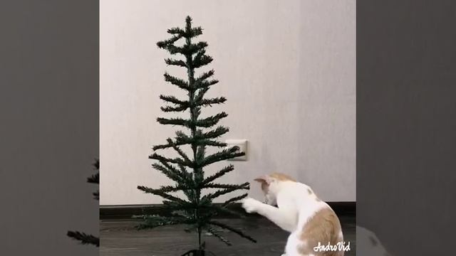 18.11.2018 - Котик Кинг (теперь Куся) уехал домой (видео из д? смотреть онлайн
